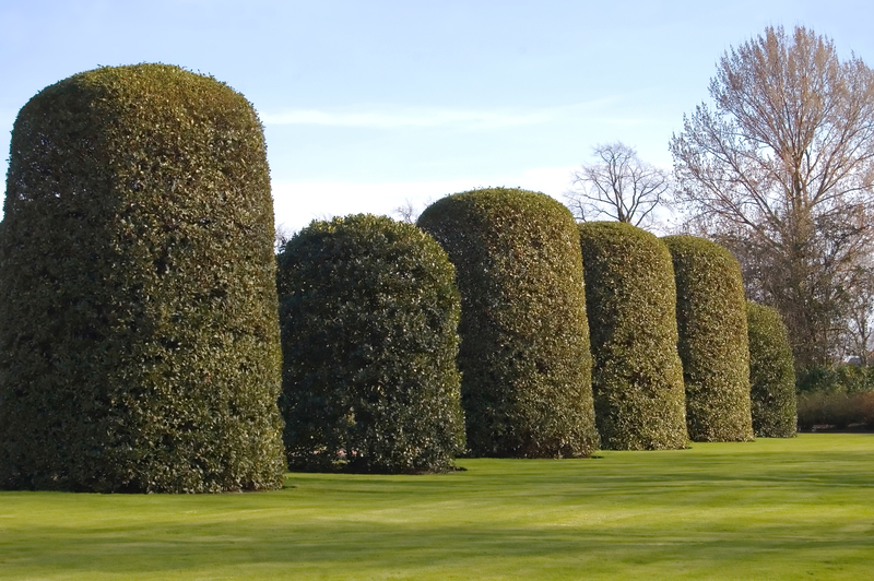 garden trees