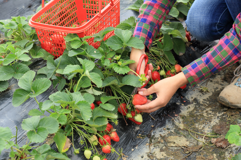 irrigation system garden