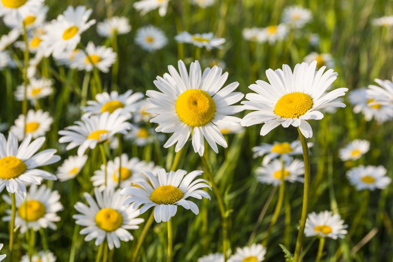 lawn care lawn maintenance