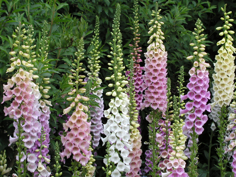 garden Trees