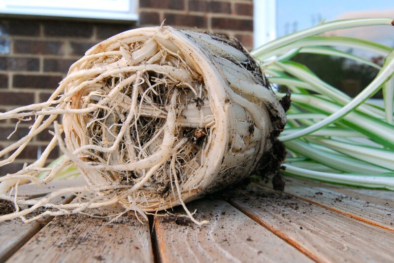 Garden grass