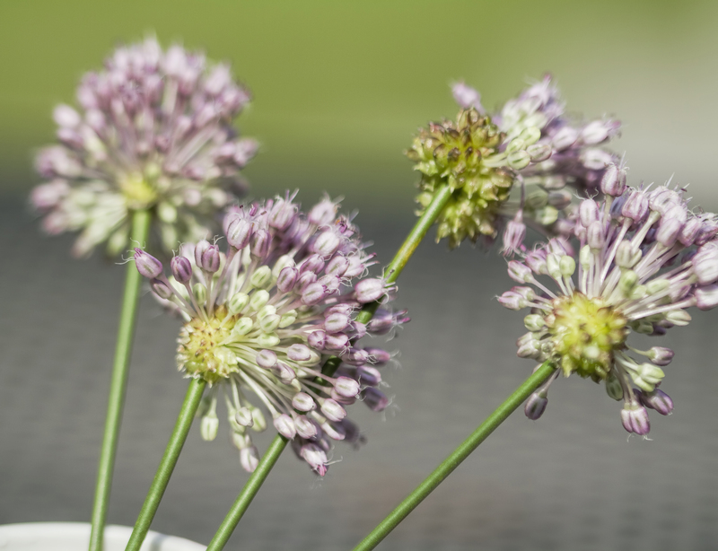 garden care garden
