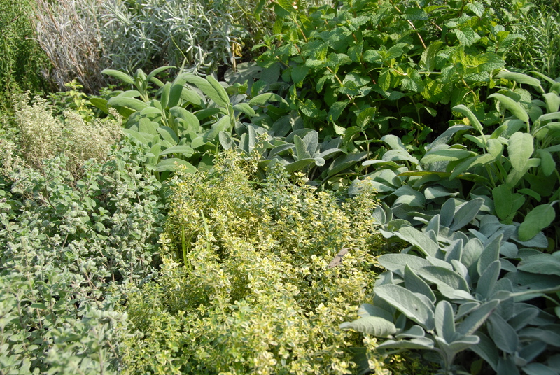 Garden planting